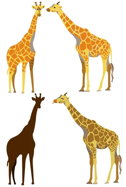 Conjunto de girafas — Fotografia de Stock