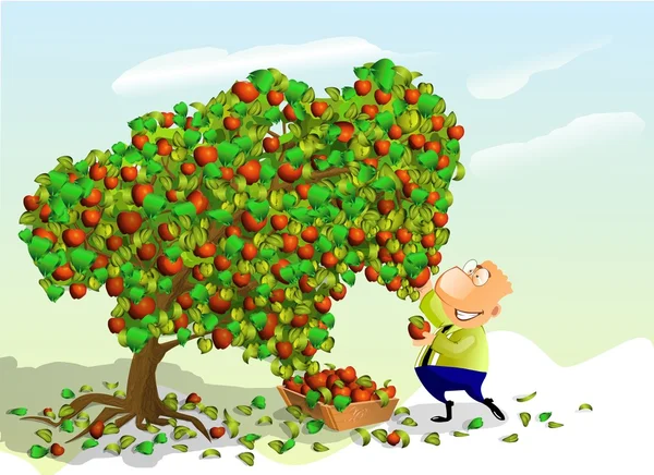Mann pflückt Äpfel. — Stockfoto
