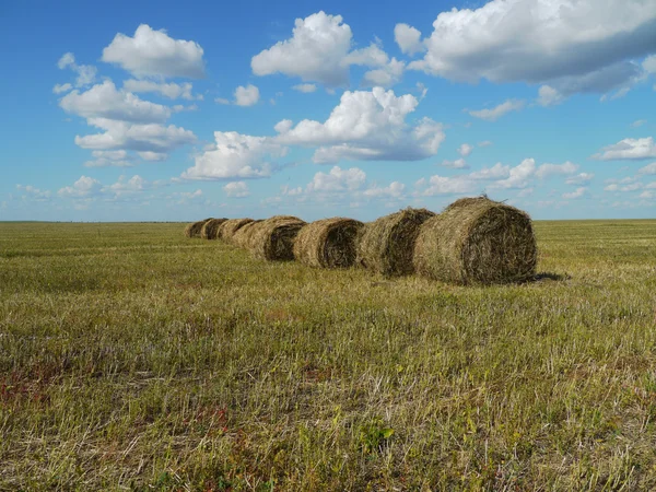 stock image Field with rolled hay bales against blue cloudy sky