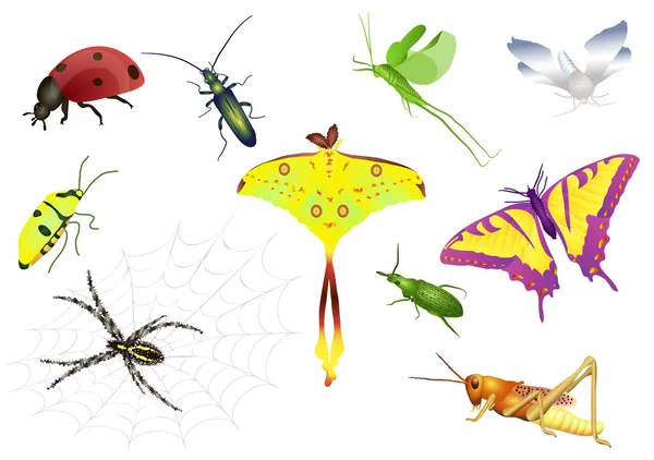 Ensemble de bugs — Image vectorielle