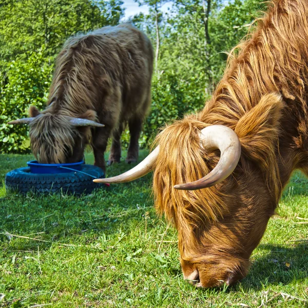 Chlupatý kráva krmení — Stock fotografie
