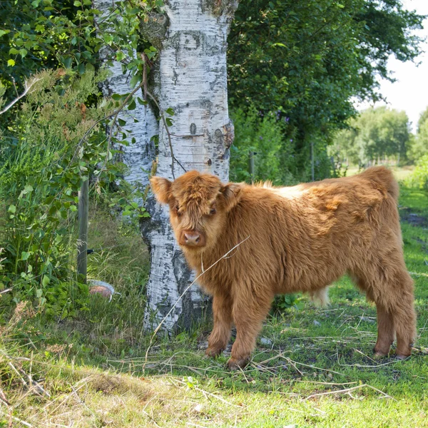 Ternera de vaca peluda —  Fotos de Stock