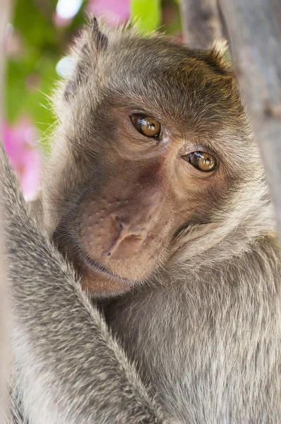 Macaco de hua hin 04 — Fotografia de Stock
