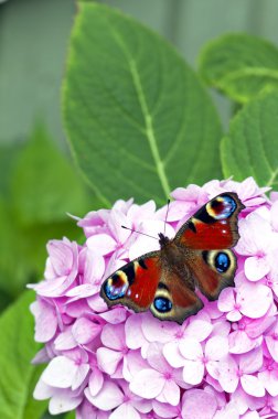 Red butterfly on pink flower clipart