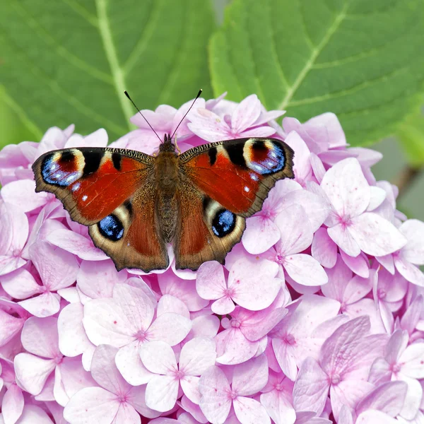 stock image Red butterfly on pink hydrangea