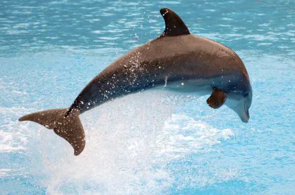 Άλμα δελφίνι — Φωτογραφία Αρχείου