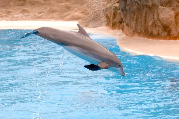 Flying dolphin — Zdjęcie stockowe