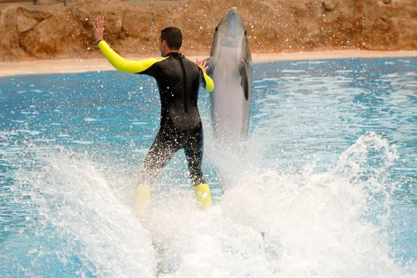 Человек и дельфин — стоковое фото