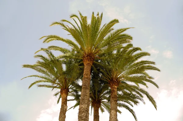 Palmen bomen — Stockfoto