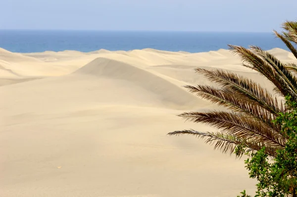 Palma y desierto —  Fotos de Stock