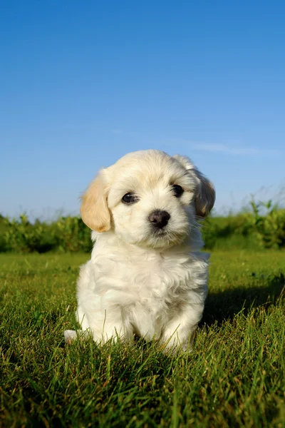 Bichon havanais puppy hondje — Stockfoto