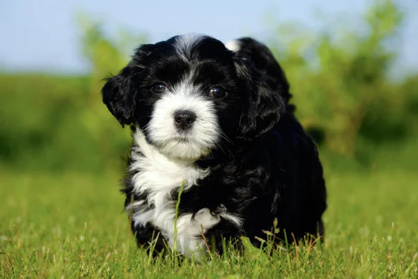 Bichon Havanais puppy dog — Stock Photo, Image