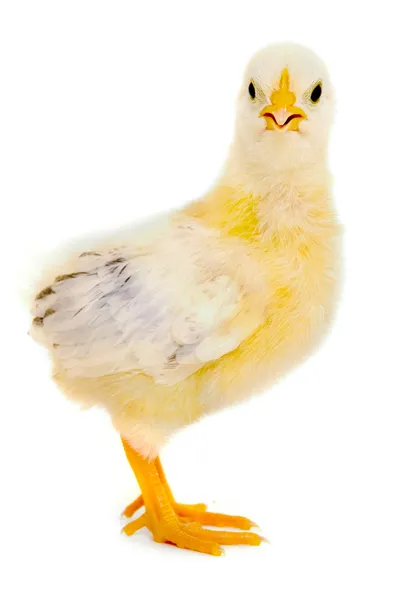 치킨 아기 — 스톡 사진