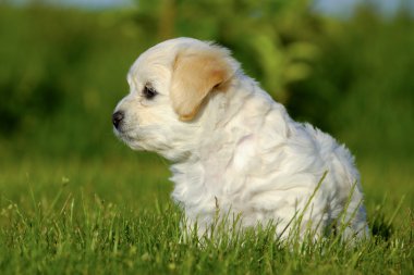 Bichon havanais yavru köpek