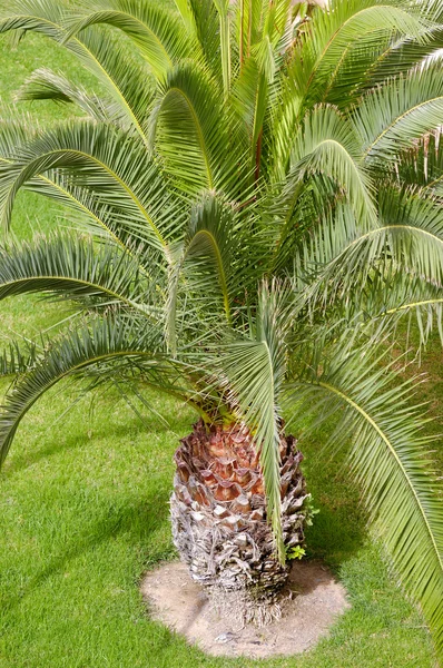 Palme aus nächster Nähe — Stockfoto