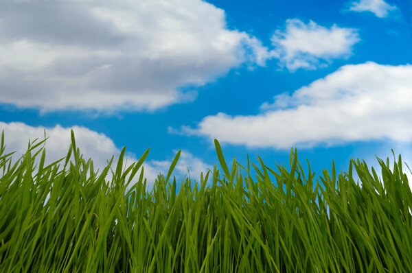 Green grass with and blue and cloudy sky in the background.