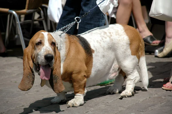 バセット犬 — ストック写真