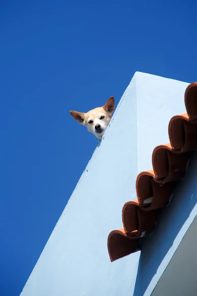 Cão de guarda — Fotografia de Stock