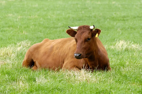 Kahverengi inek — Stok fotoğraf