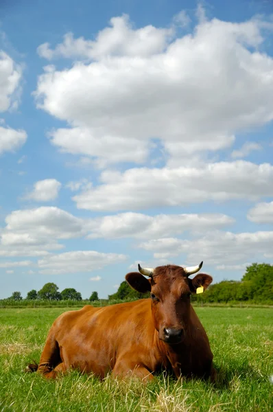 Kráva na zelené trávě — Stock fotografie