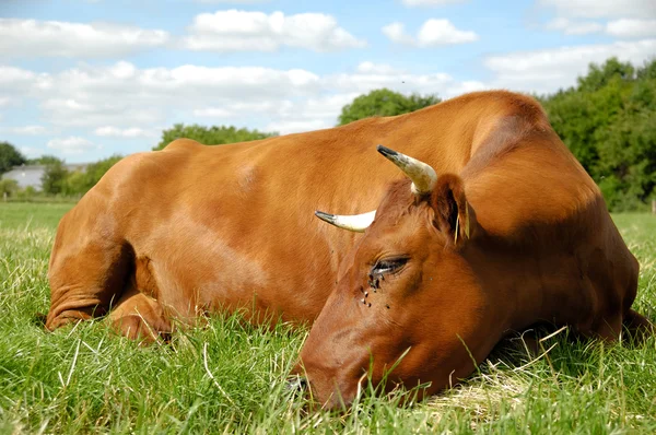Vaca em repouso — Fotografia de Stock