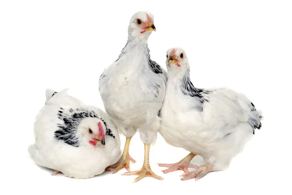 Young hens — Stock Photo, Image