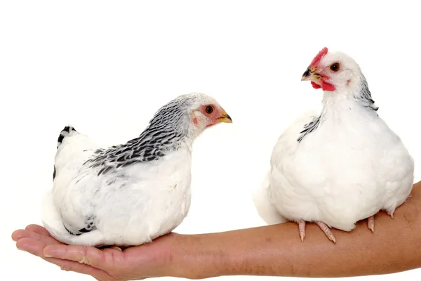 Цыплята сидят на руках — стоковое фото