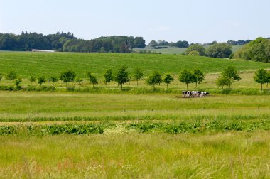 Landscape and cows clipart