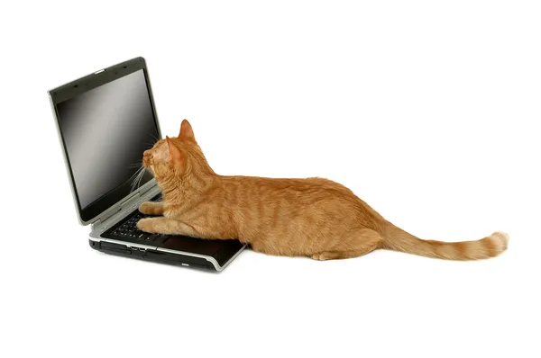 Kočka používá přenosný počítač — Stock fotografie
