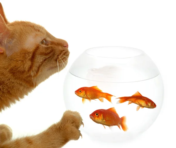 Gatto e pesce — Foto Stock