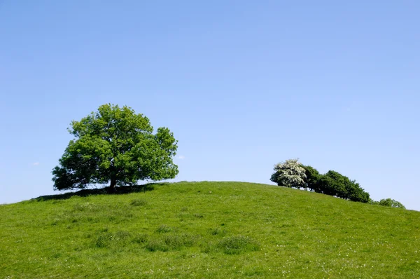 丘の上にツリー — ストック写真
