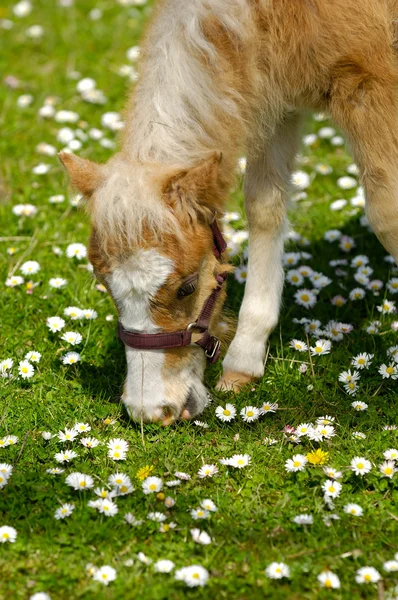 Mladý kůň žere trávu — Stock fotografie