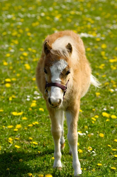 Mladý kůň žere trávu — Stock fotografie