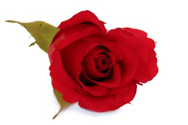Beyaz arkaplanda izole kırmızı gül çiçeği