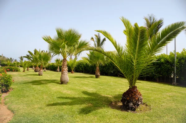 在花园中的棕榈树 — 图库照片