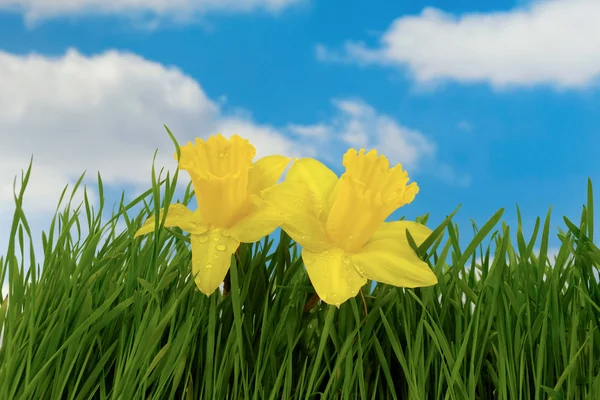 Narcis květiny — Stock fotografie