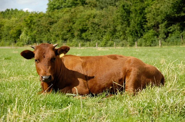 Kráva na zelené trávě — Stock fotografie