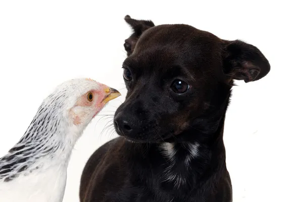 Puppy dog and chicken — Stock Photo, Image