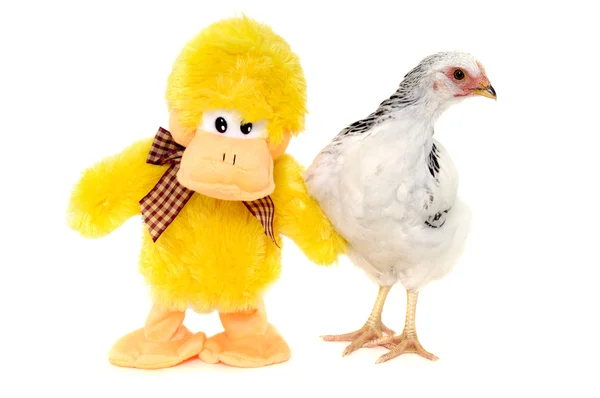 Kurczaka i zabawka kaczka — Zdjęcie stockowe