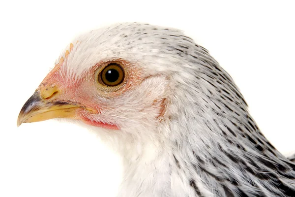 Chicken face — Stock Photo, Image