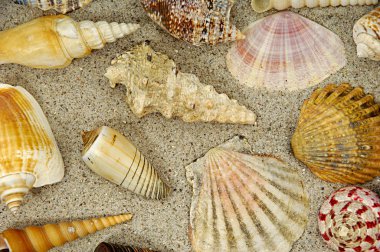 Shells in the sand clipart