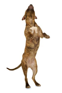 Standing dog clipart