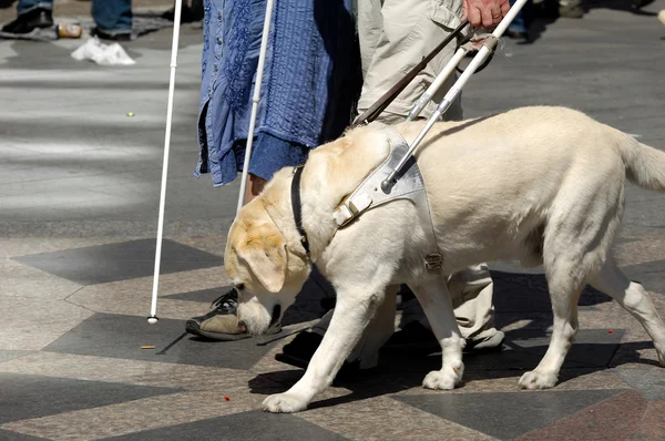 Blindenführhund — Stockfoto