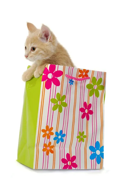 Gatito y bolsa de compras —  Fotos de Stock