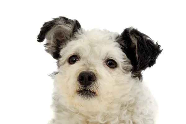 Sweet smal dog — Stock Photo, Image