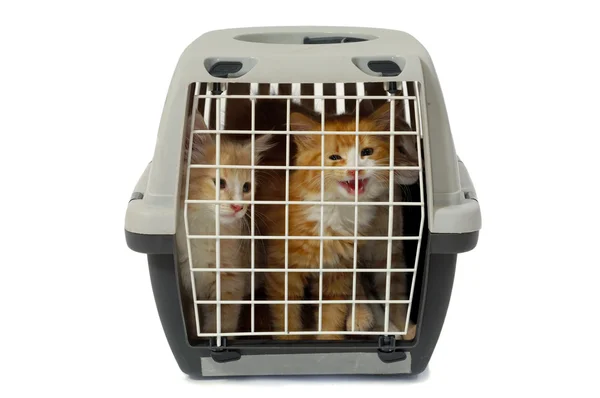 Gatinhos em caixa de transporte isolado no fundo branco — Fotografia de Stock