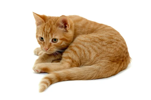 Beyaz zemin üzerinde kedi yavrusu — Stok fotoğraf