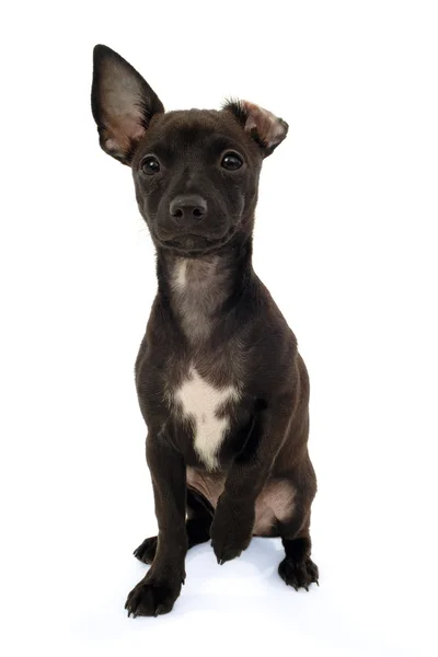 Chihuahua puppy hondje — Stockfoto