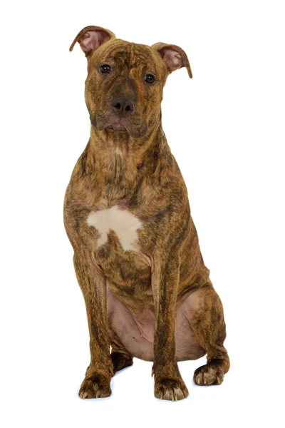 Cão terrier staffordshire — Fotografia de Stock