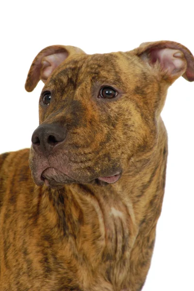 Staffordshire terrier dog — Stock Photo, Image